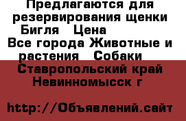 Предлагаются для резервирования щенки Бигля › Цена ­ 40 000 - Все города Животные и растения » Собаки   . Ставропольский край,Невинномысск г.